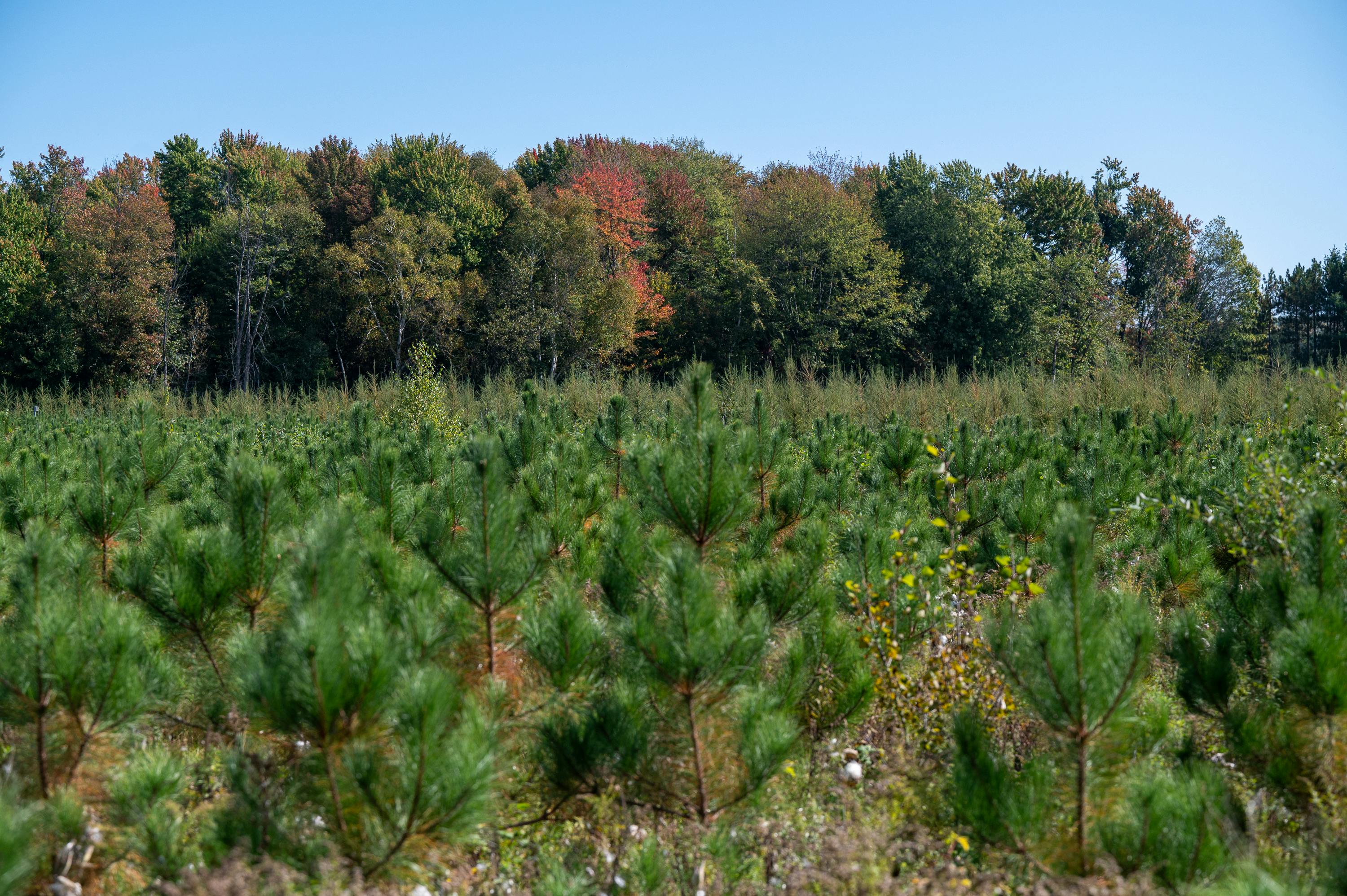 Des centaines de semis poussent dans une zone récemment reboisée au Canada.