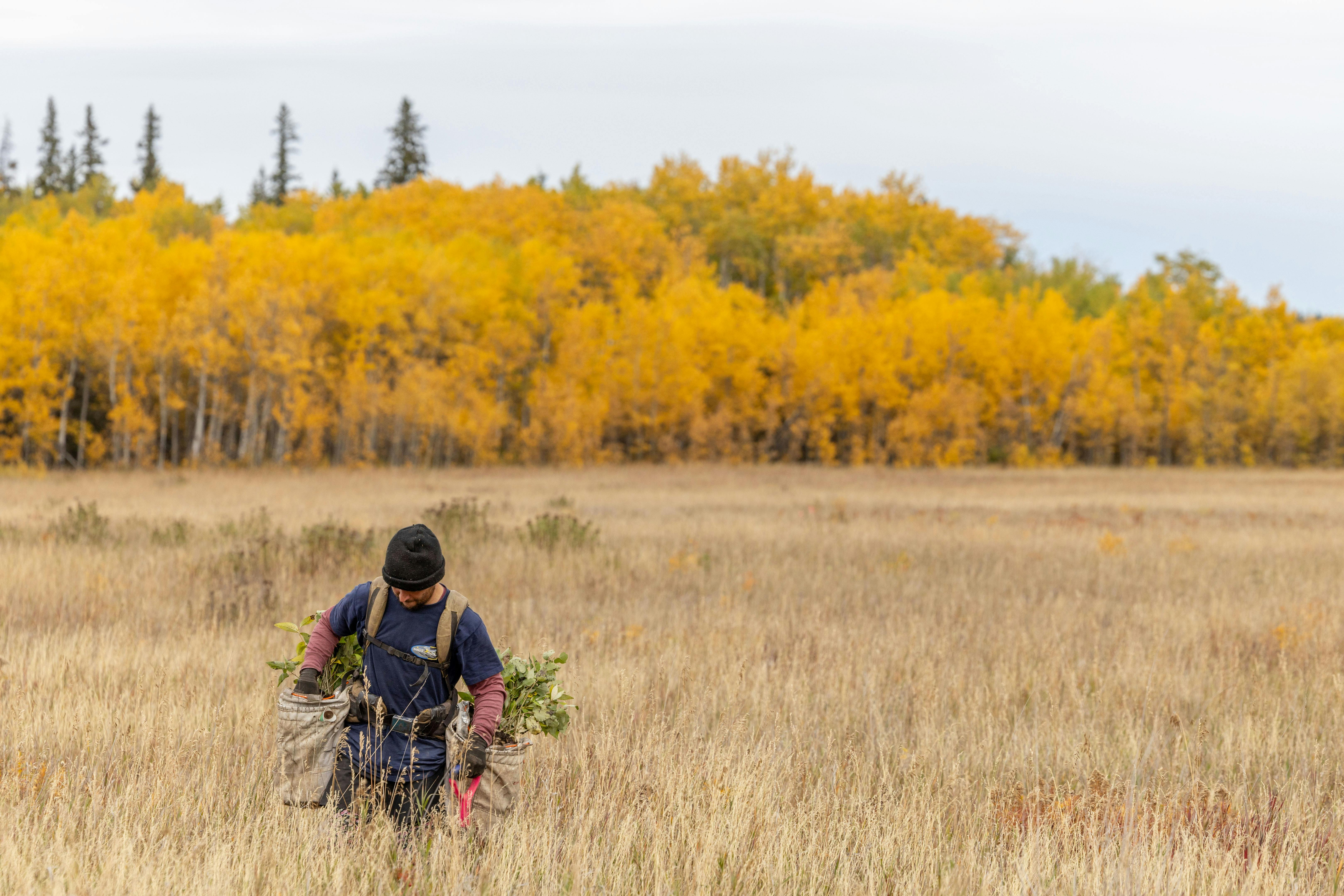 Un planteur d'arbres au Canada marche dans un champ, avec des arbres aux couleurs automnales en arrière-plan.