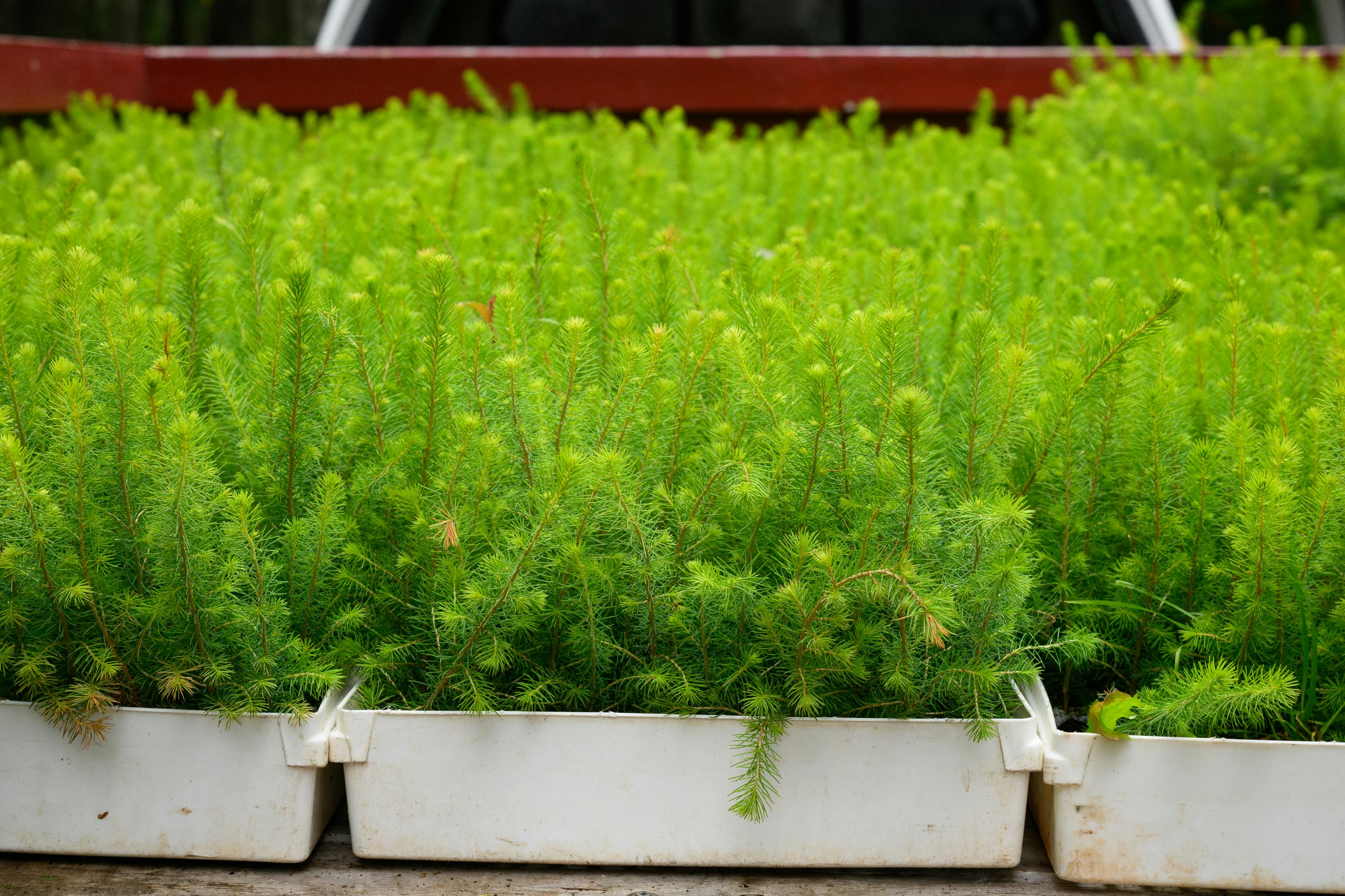 Des boîtes contenant des dizaines de semis d’arbre d'un vert éclatant, prêts à être plantés.