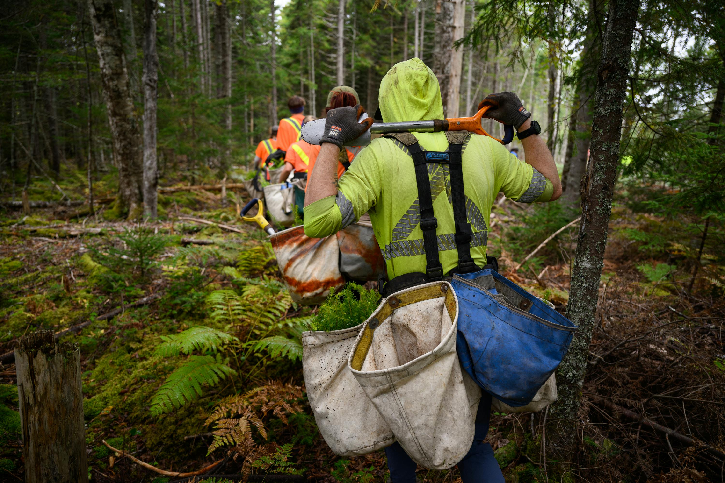 Des planteurs d'arbres traversent une zone boisée en transportant de lourds sacs de semis d'arbre.