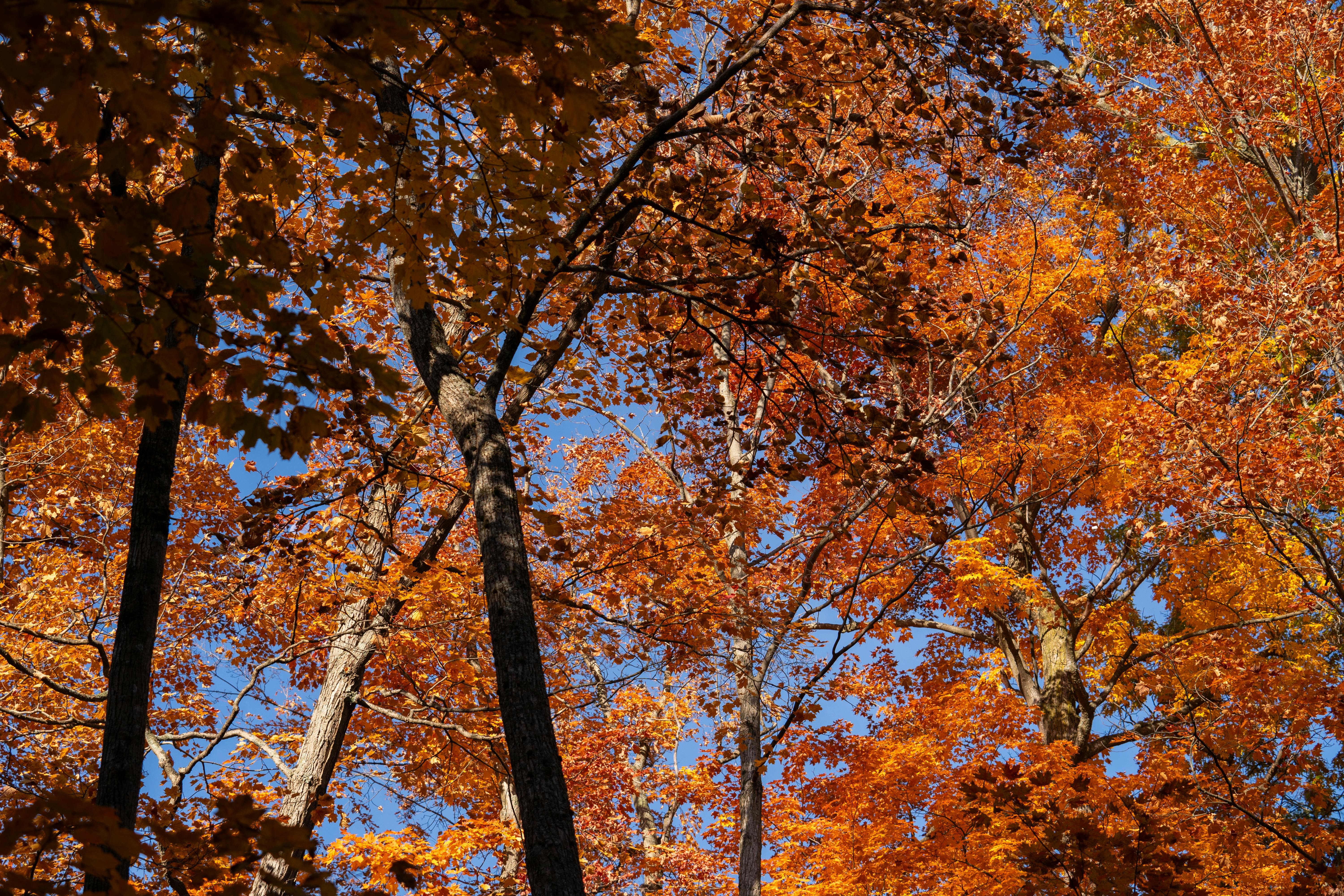 Deciduous trees with orange leaves