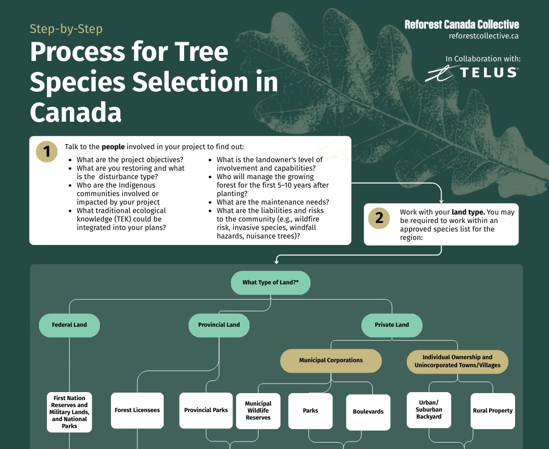 Flowchart for the process of tree species selection in Canada