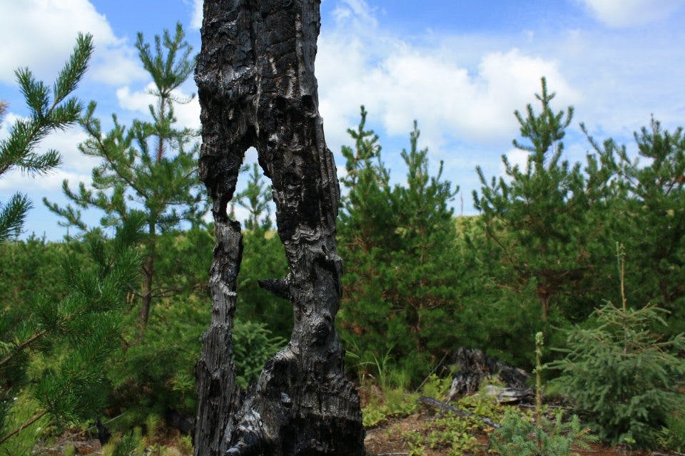 Charred tree in front of young forest