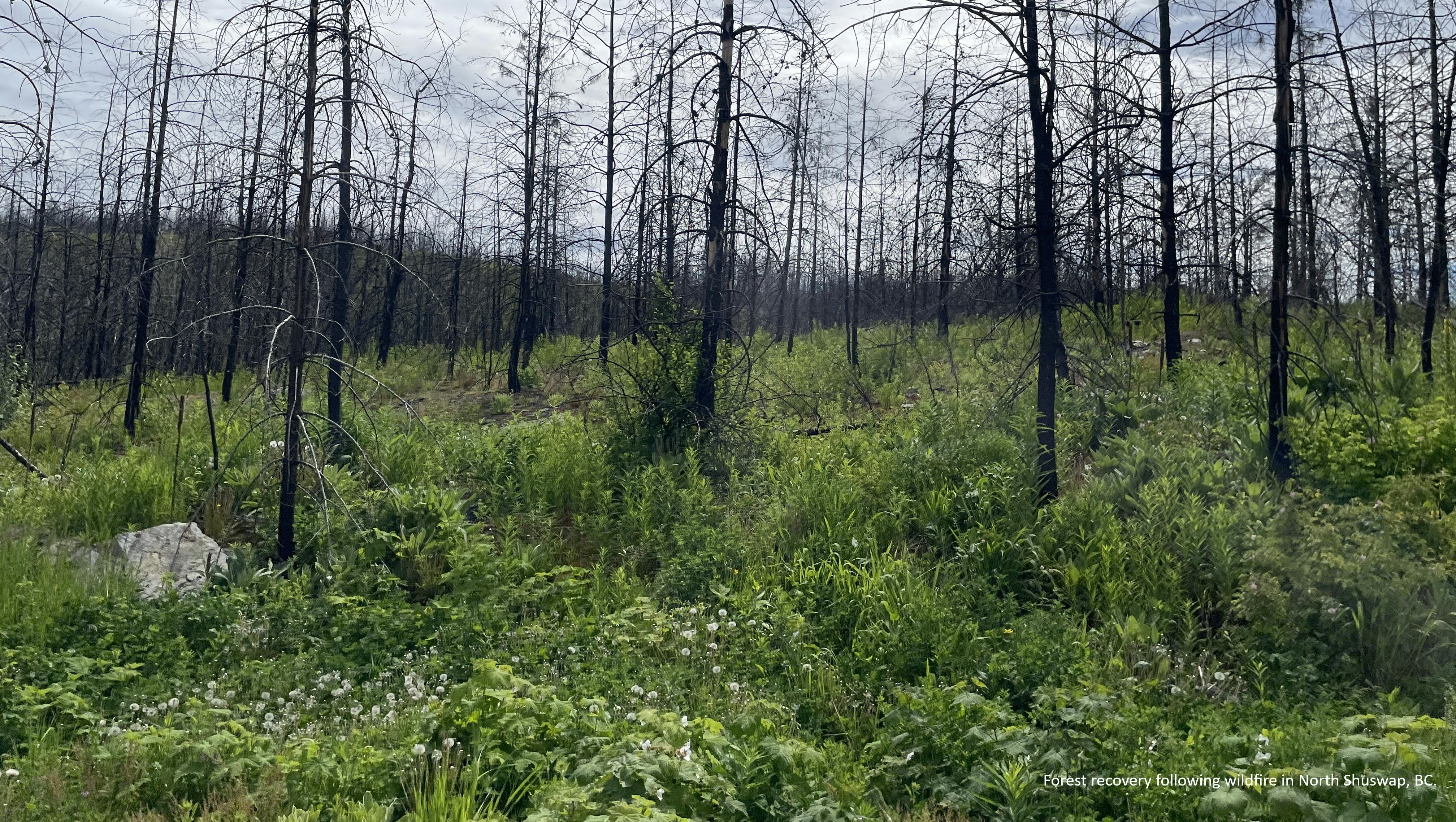 Landscape after wildfire