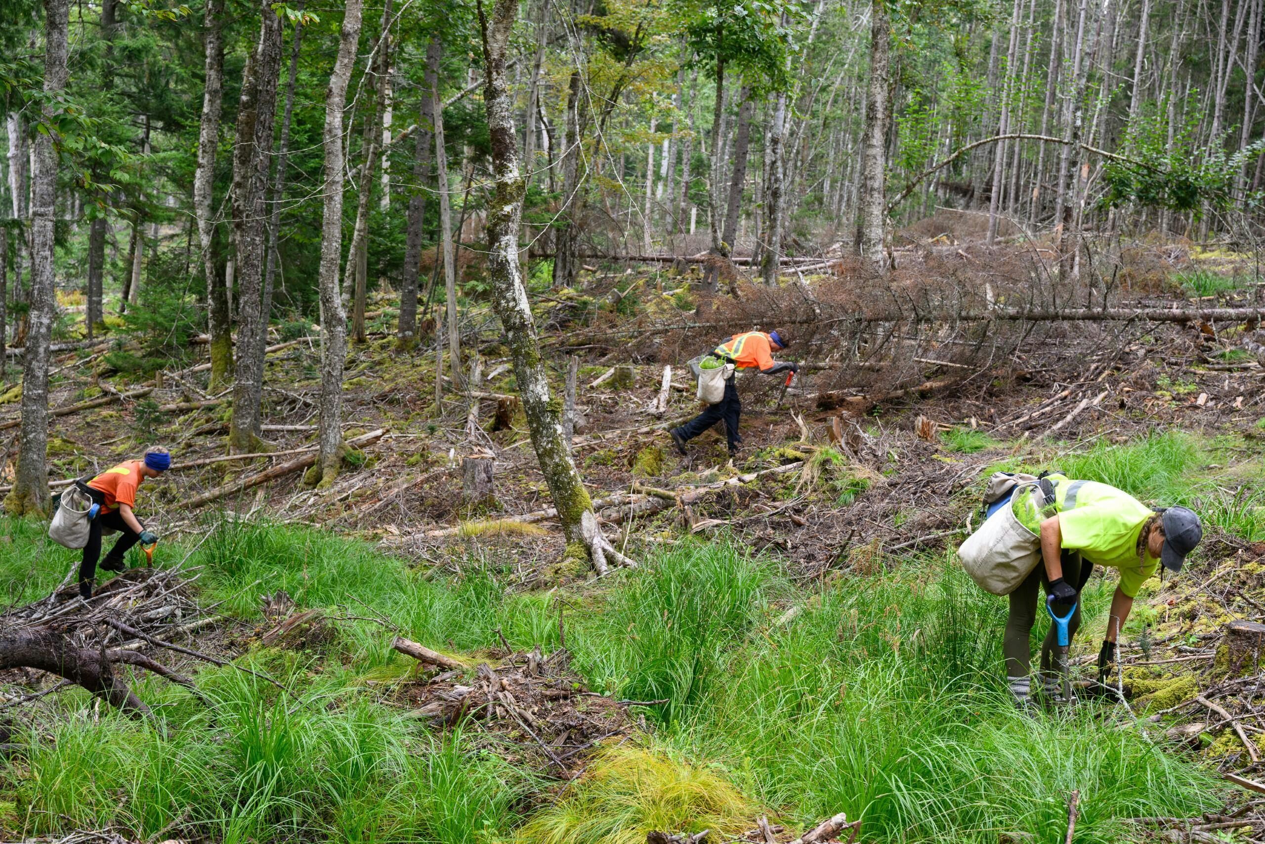 3 tree planters in a forest