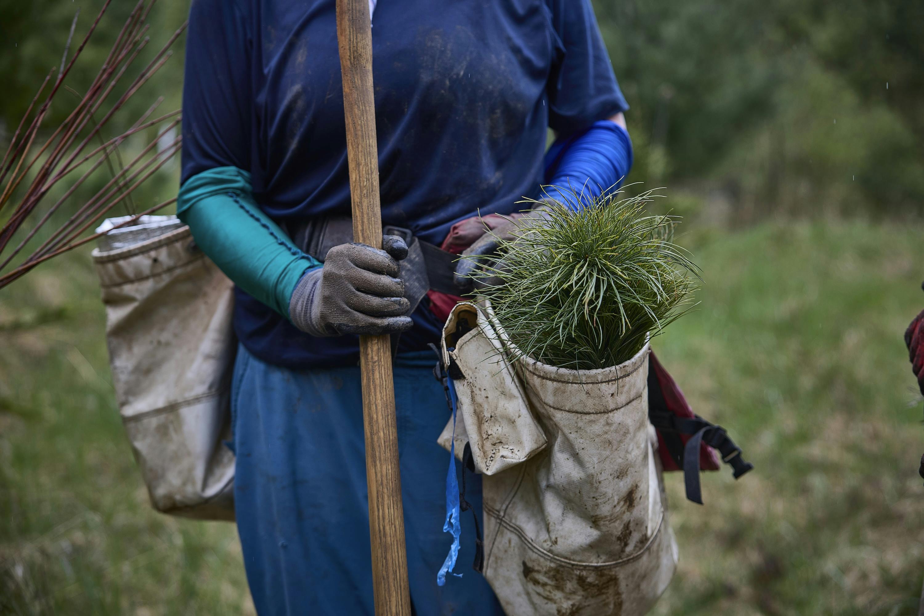 Tree planner hold saplings