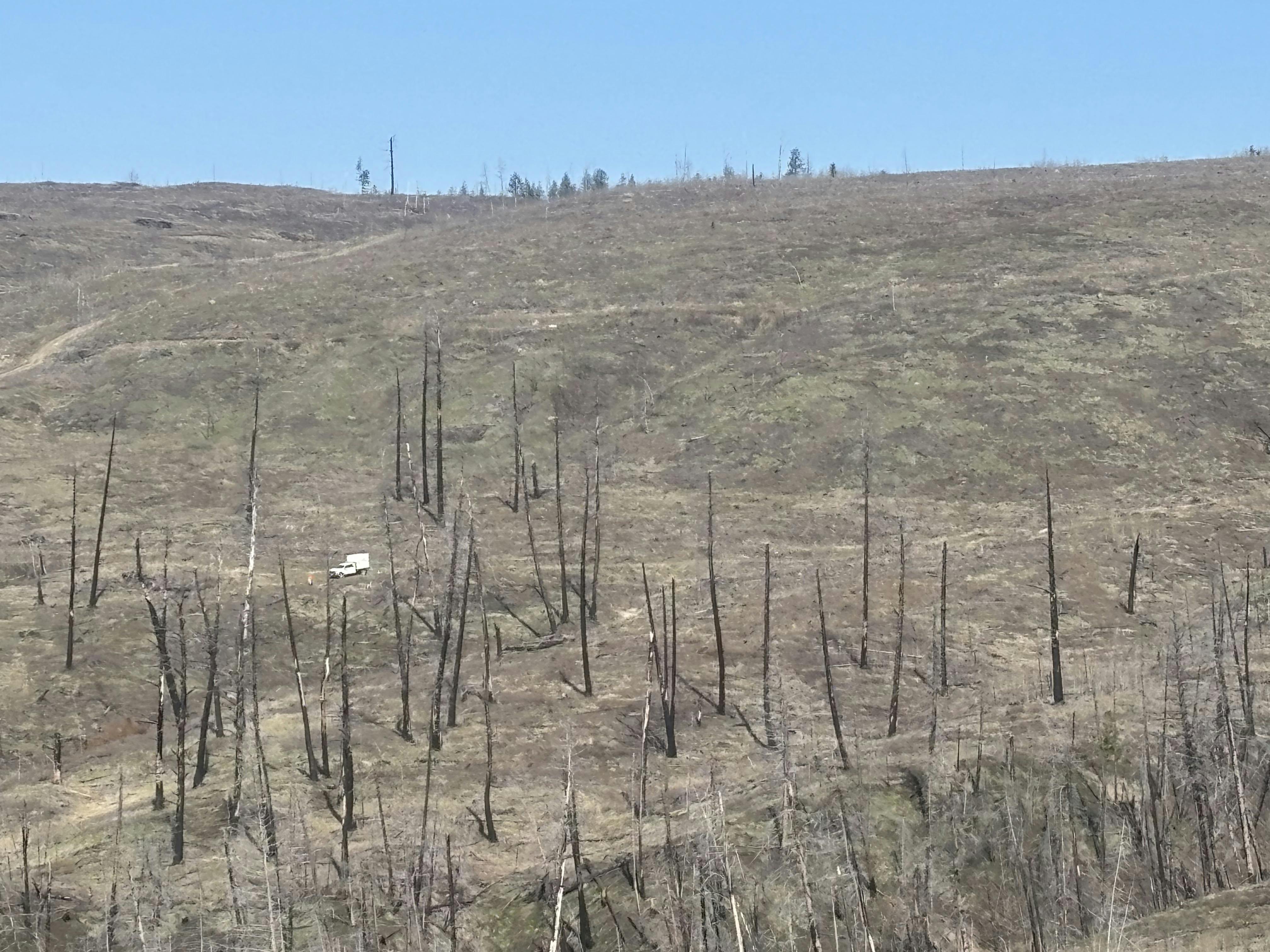 Landscape damaged by fire