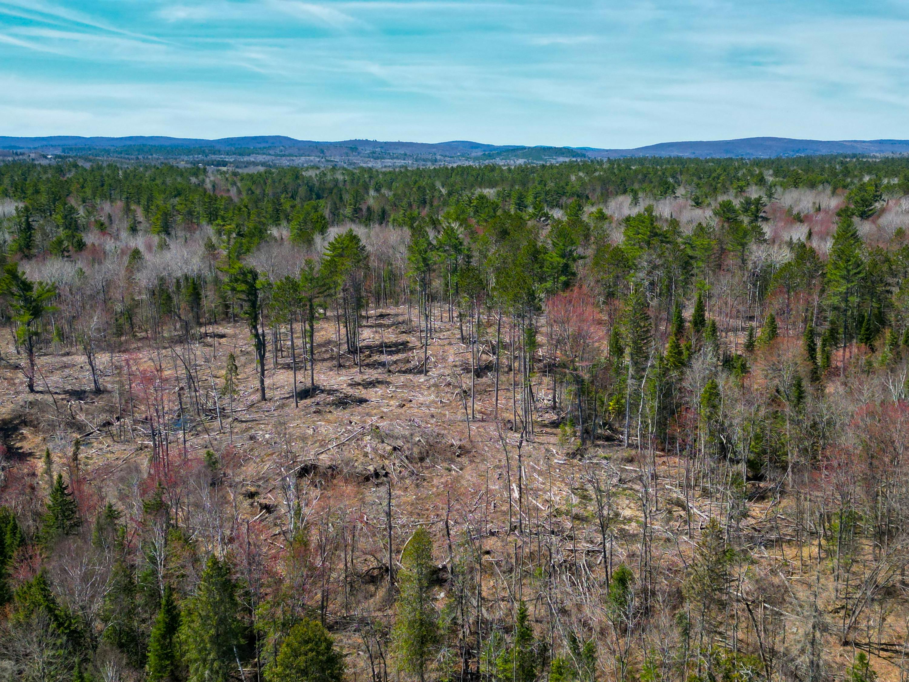 Forest from drone 