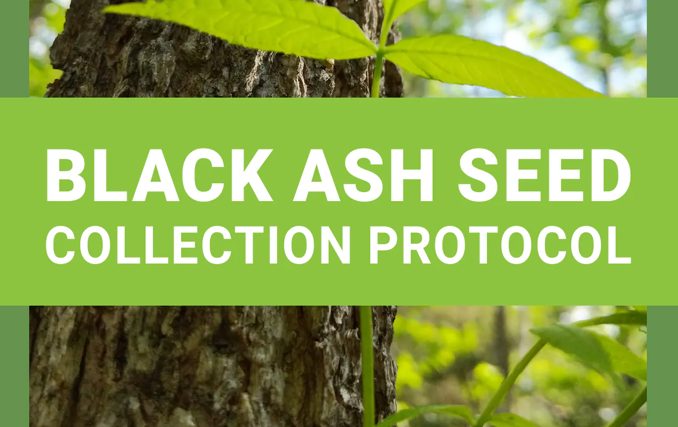 Black Ash Seed Collection Protocol Title