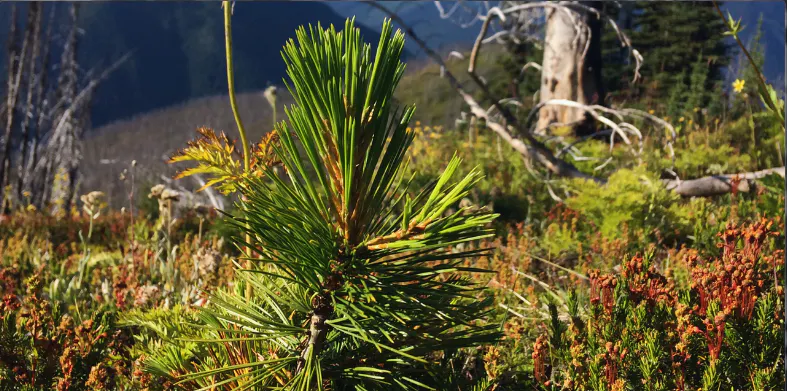 A pine seedling growing in a mountain environment 