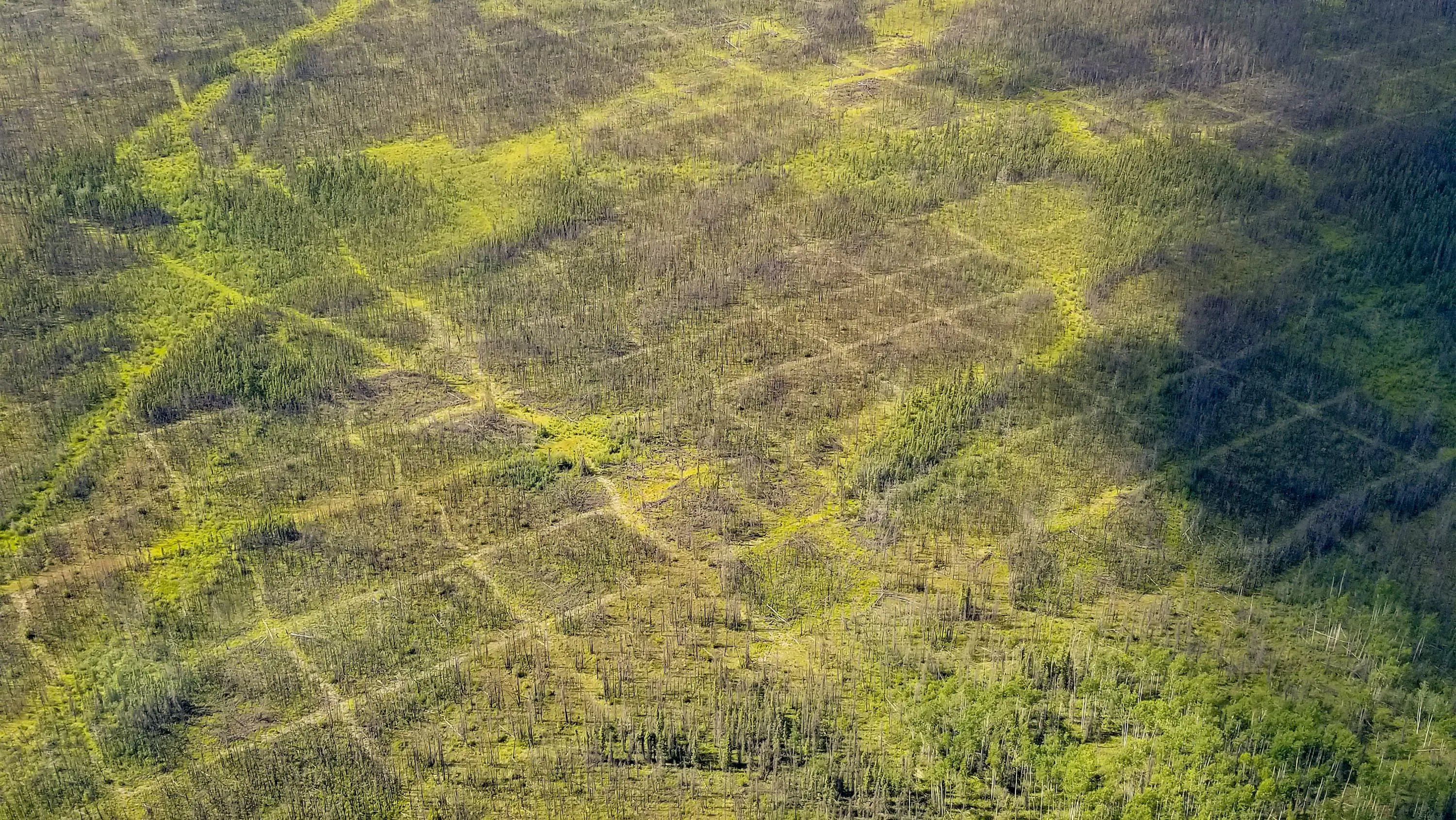 Seismic lines crisscross an area near Richardson Wildland Provincial Park south of Lake Athabasca