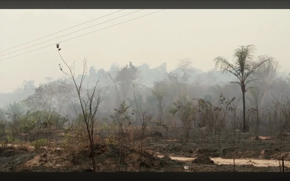 Ka’a Zar Ukyze Wà - Os donos da floresta em perigo