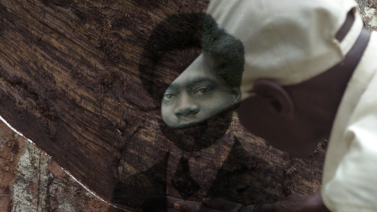 A árvore da autenticidade