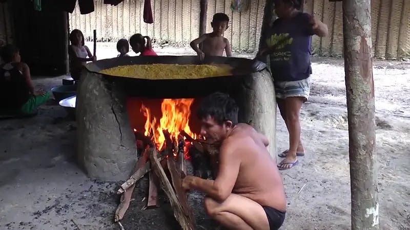 Roberval Apanhando Pupunha para Torrar Farinha