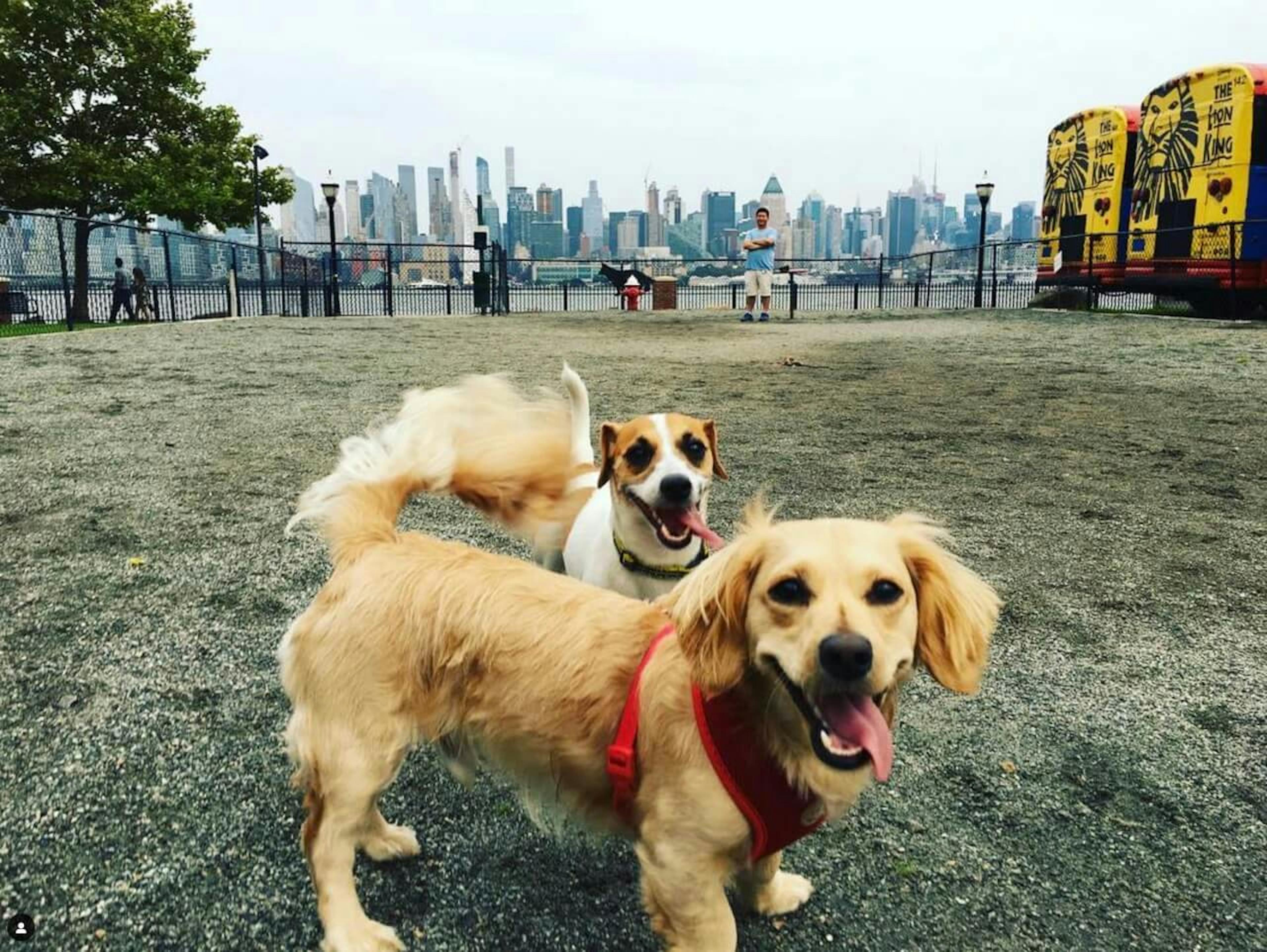 Brooklyn dogs in front of the landmark building and subway station