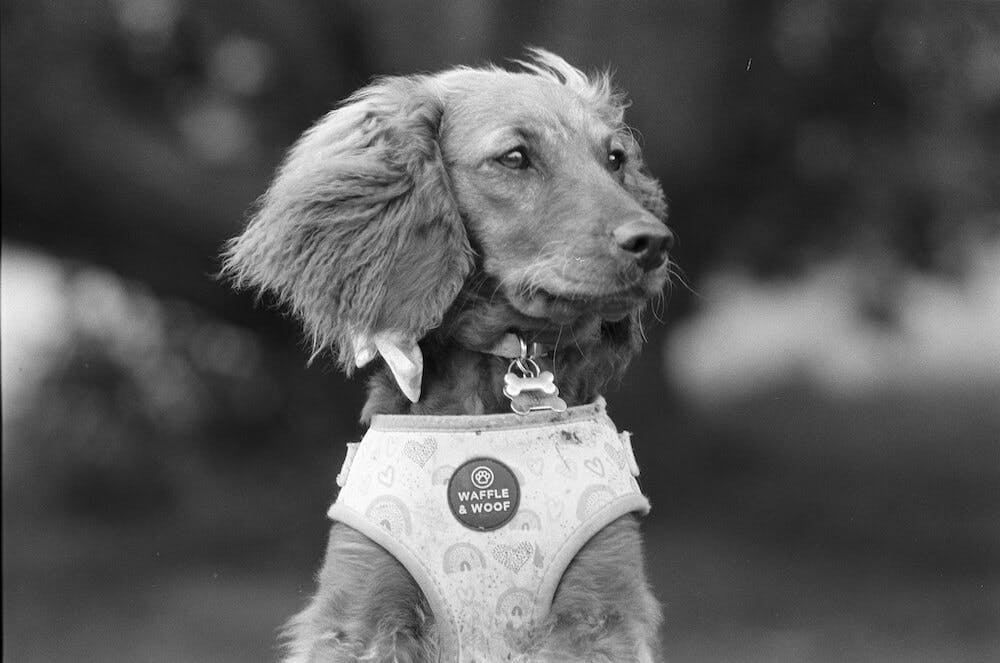 a black and white photo of a dog that is wearing a harness