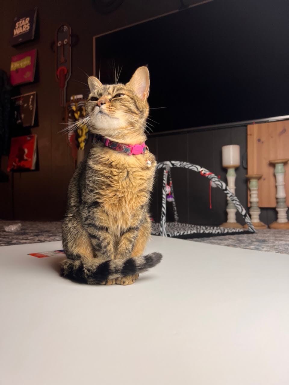 a cat wearing a collar sits on top of a large white surface playing with a toy