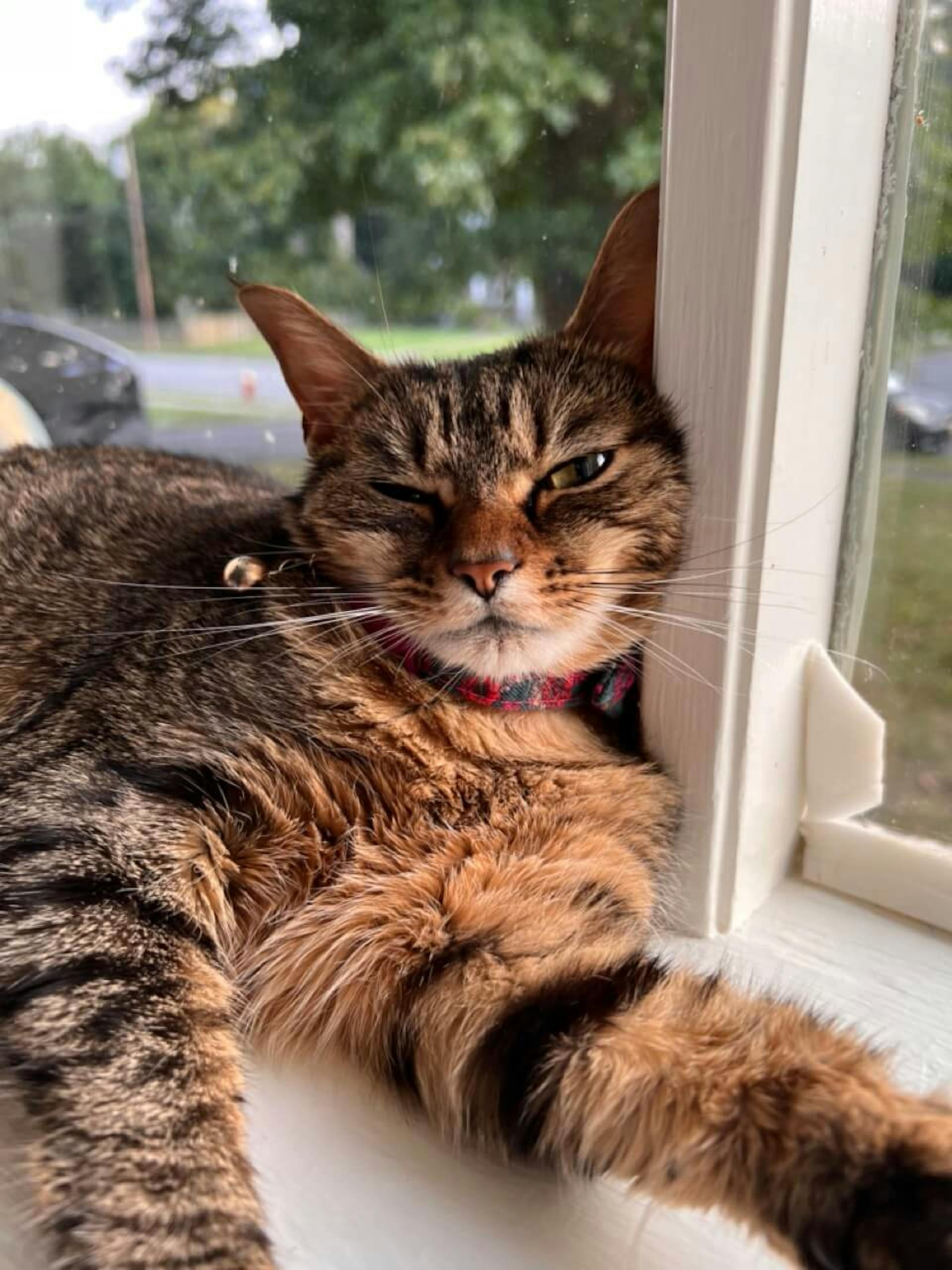 a cat laying in the window
