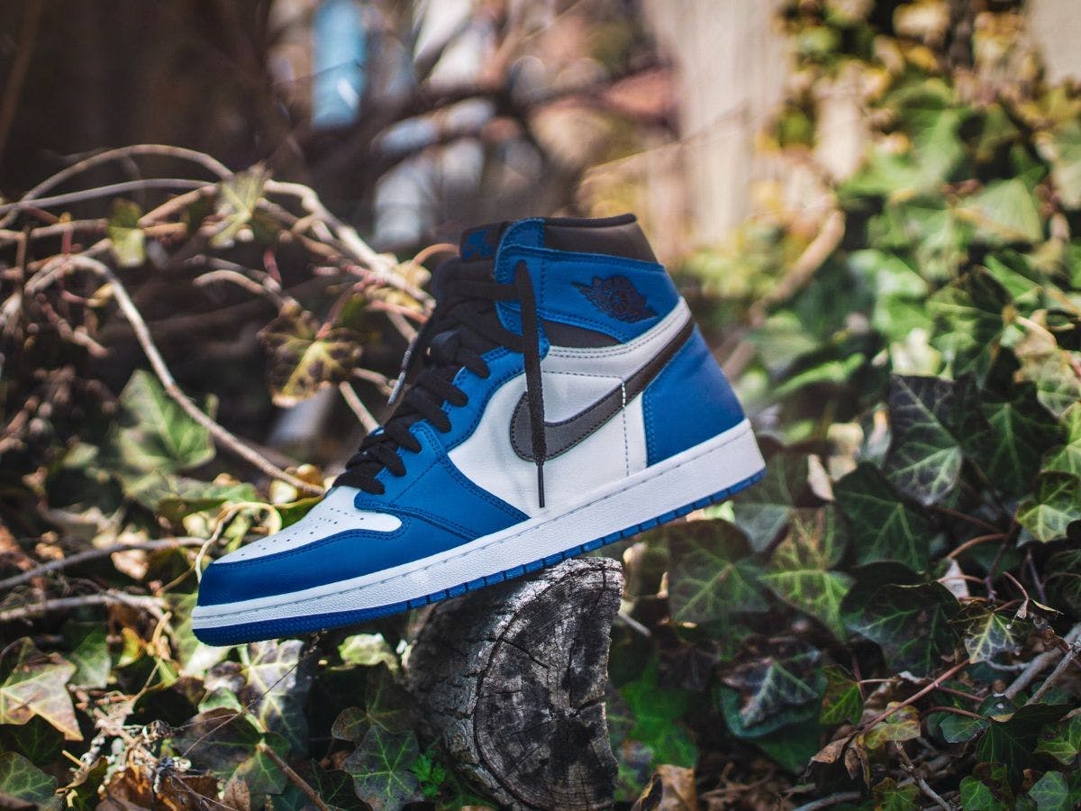 A blue Air Jordan model on the tree.