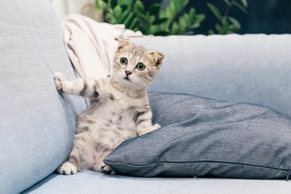 Feed your cats with the great products from US.