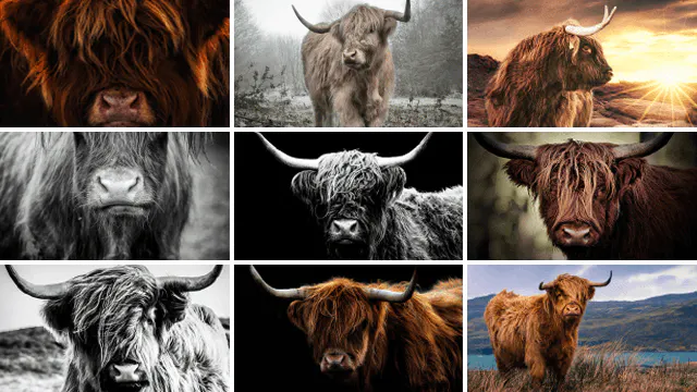 Schotse Hooglander