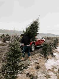 Man picking up tree from tree farm - Four Mile Tree Farm