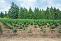 Spruce and blue spruce tree farm in Fort St John - Four Mile Tree Farm