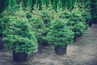 Potted spruce and blue spruce trees for sale in Fort St John - Four Mile Tree Farm