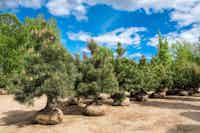 Large pine trees ready for transplanting - Four Mile Tree Farm