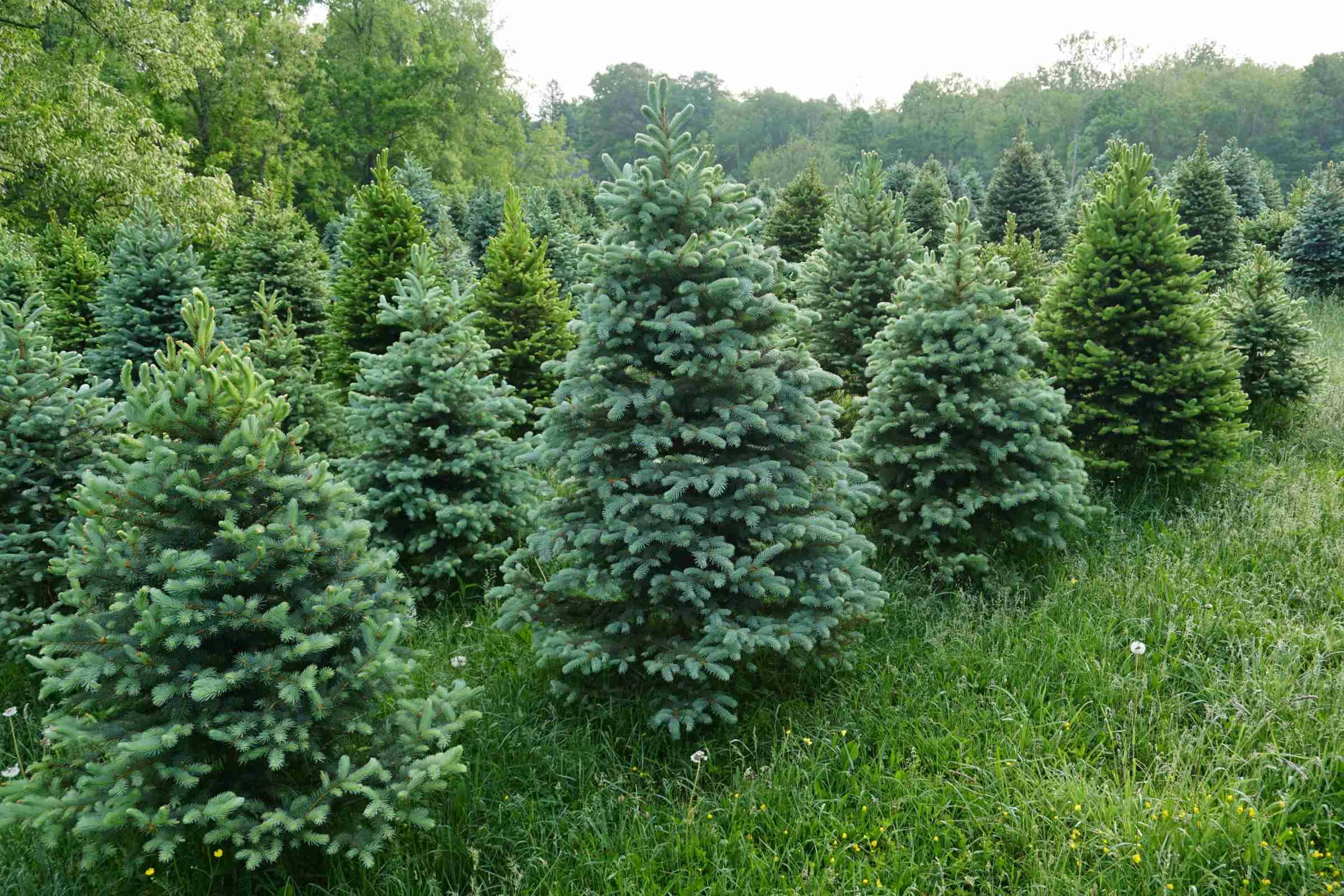 Four Mile Tree Farm Christmas Trees, Spruce & Blue Spruce Trees For