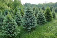 Large spruce and blue spruce trees for sale - Four Mile Tree Farm
