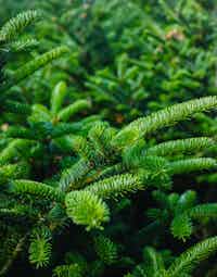 Close-up of healthy spruce tree - Four Mile Tree Farm