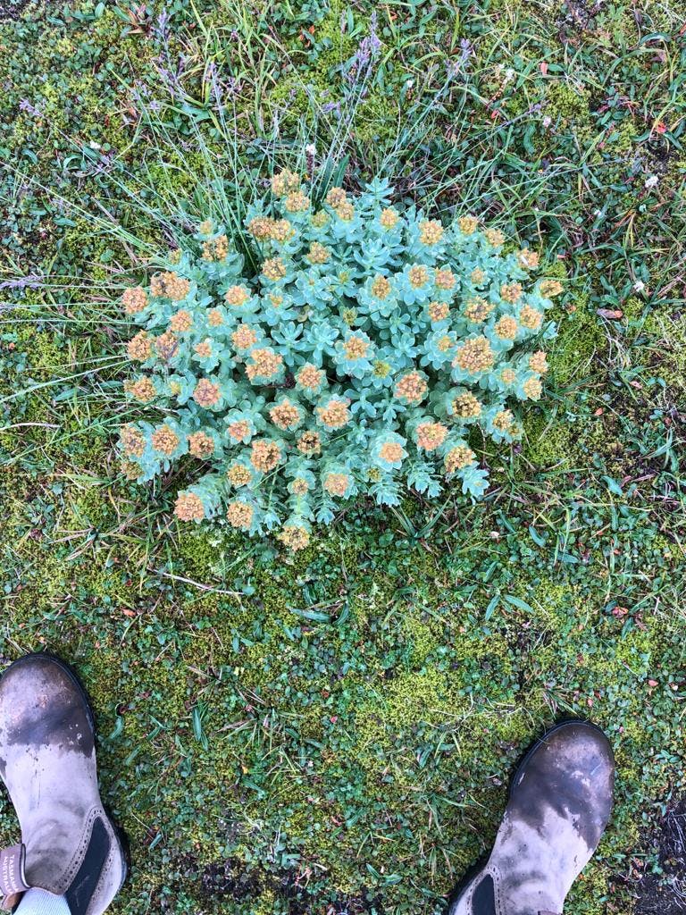 Rhodiola and Danielle’s feet for perspective growing wild in Iceland