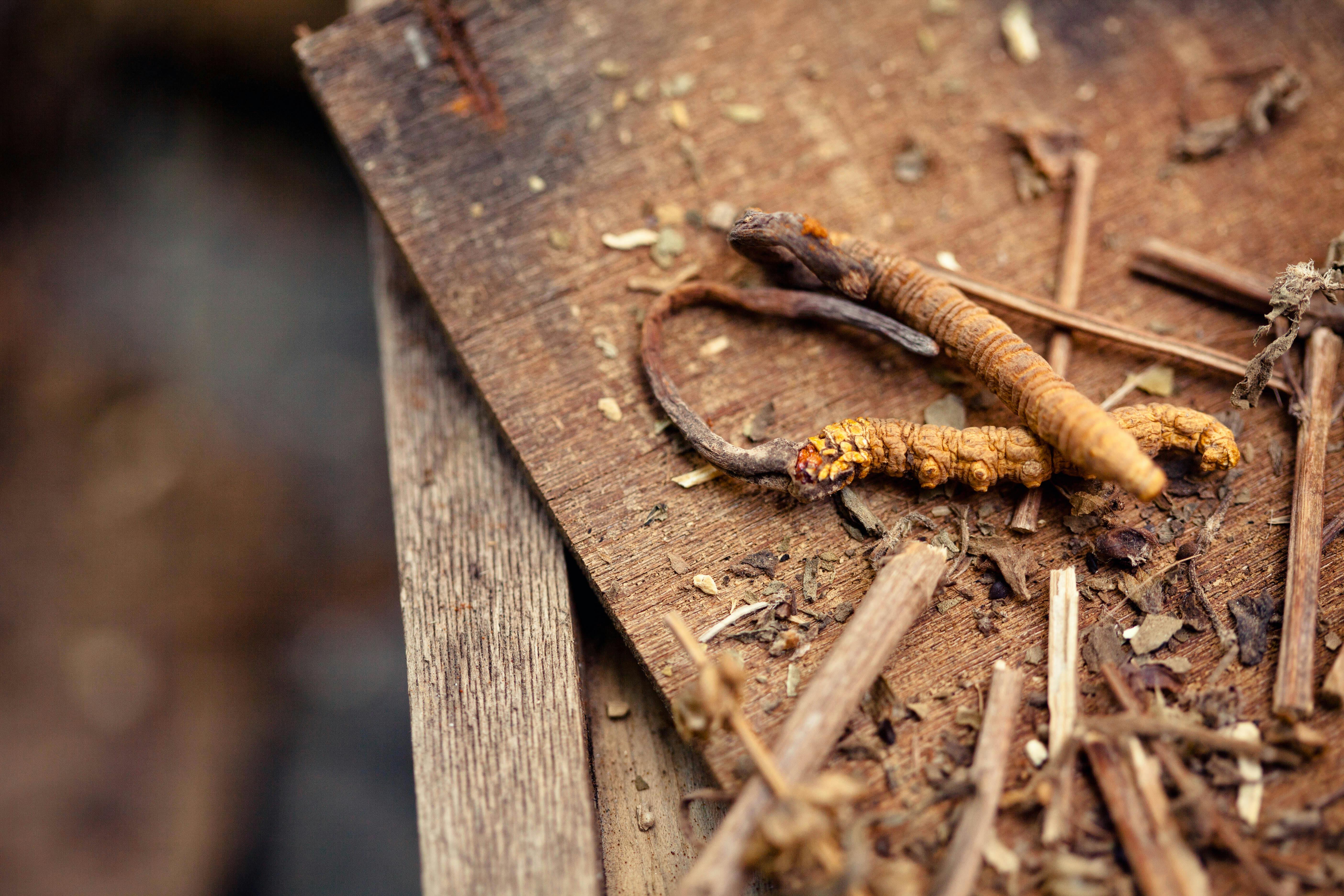 cordyceps