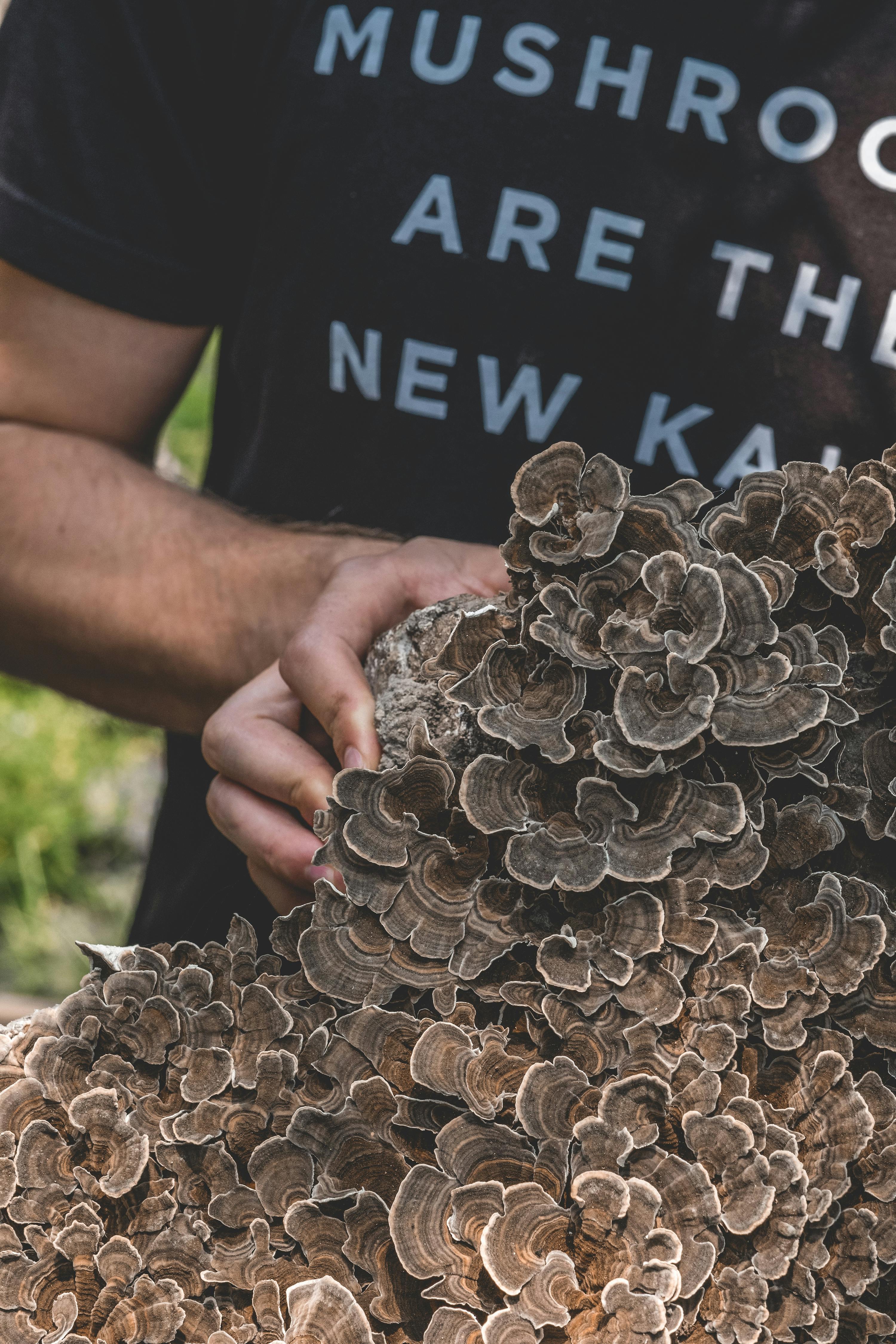 turkey tail