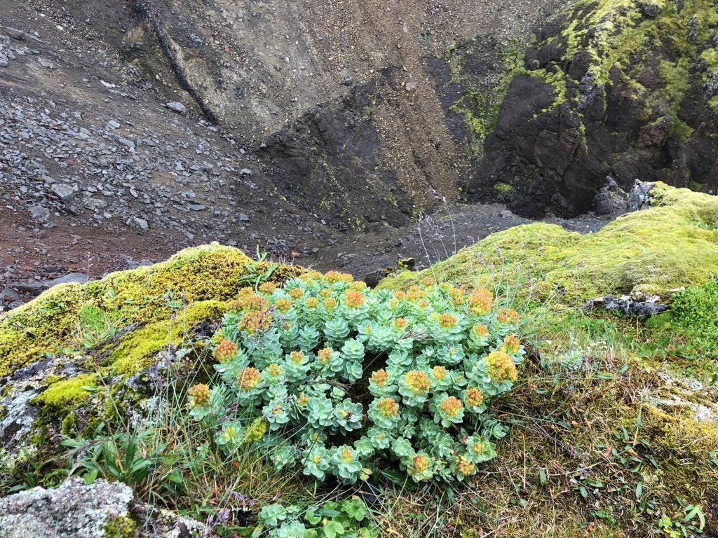 Rhodiola growing wild in Iceland
