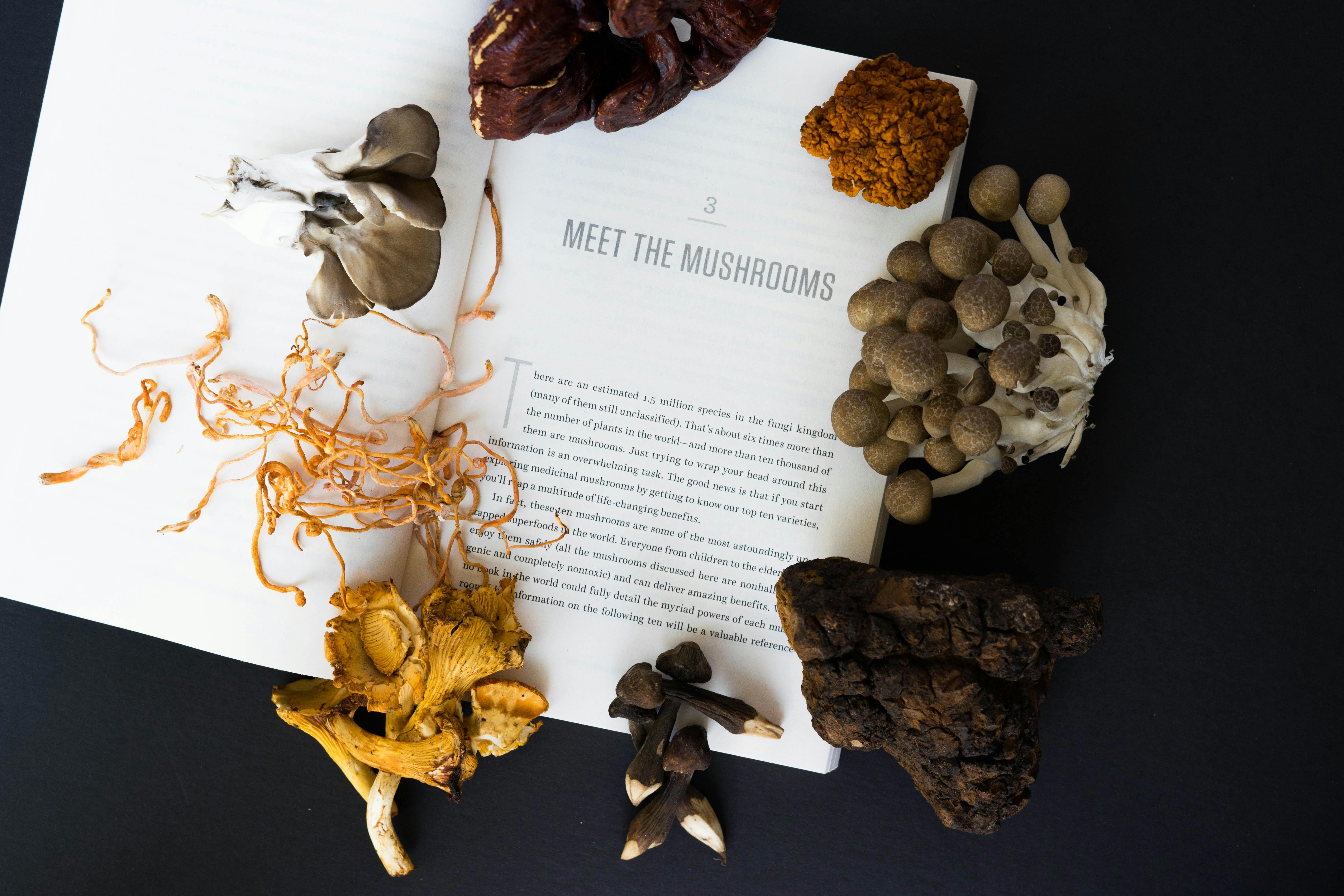 healing mushrooms book