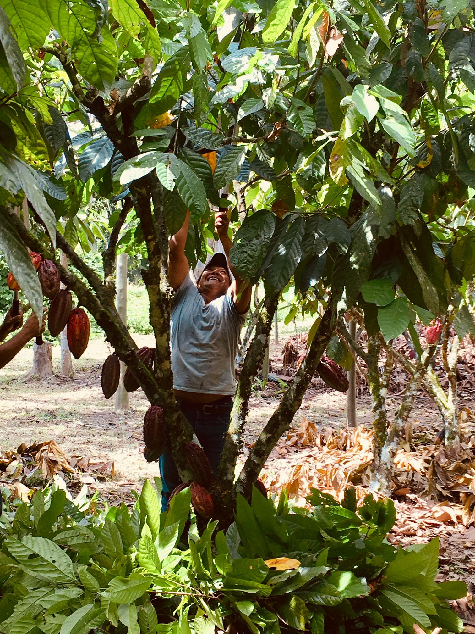 Farmer from Villa Andina Farm harvesting cacao pods to make it into cacao