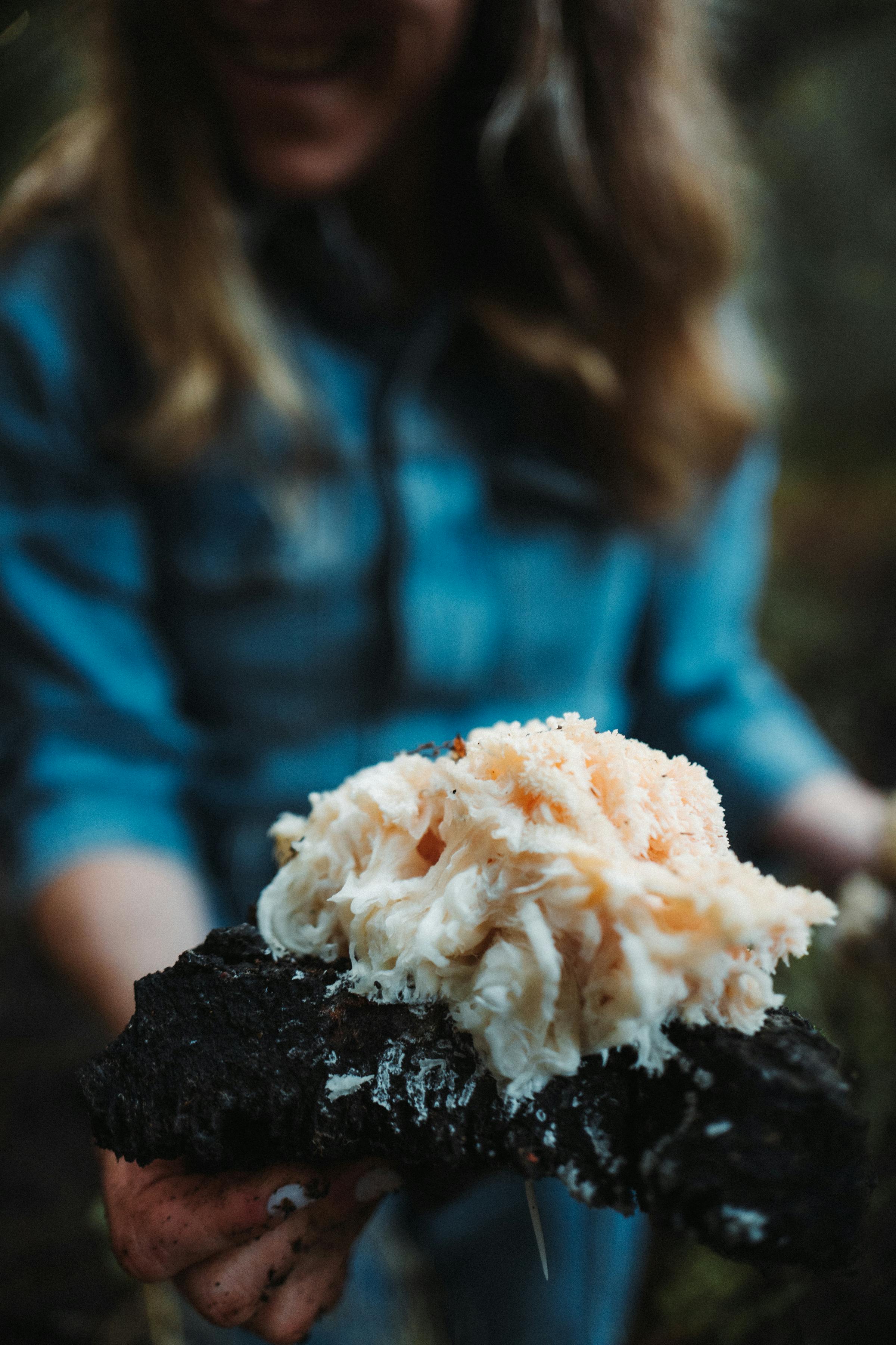 Hand holding an up close Lion’s Mane mushroom in nature