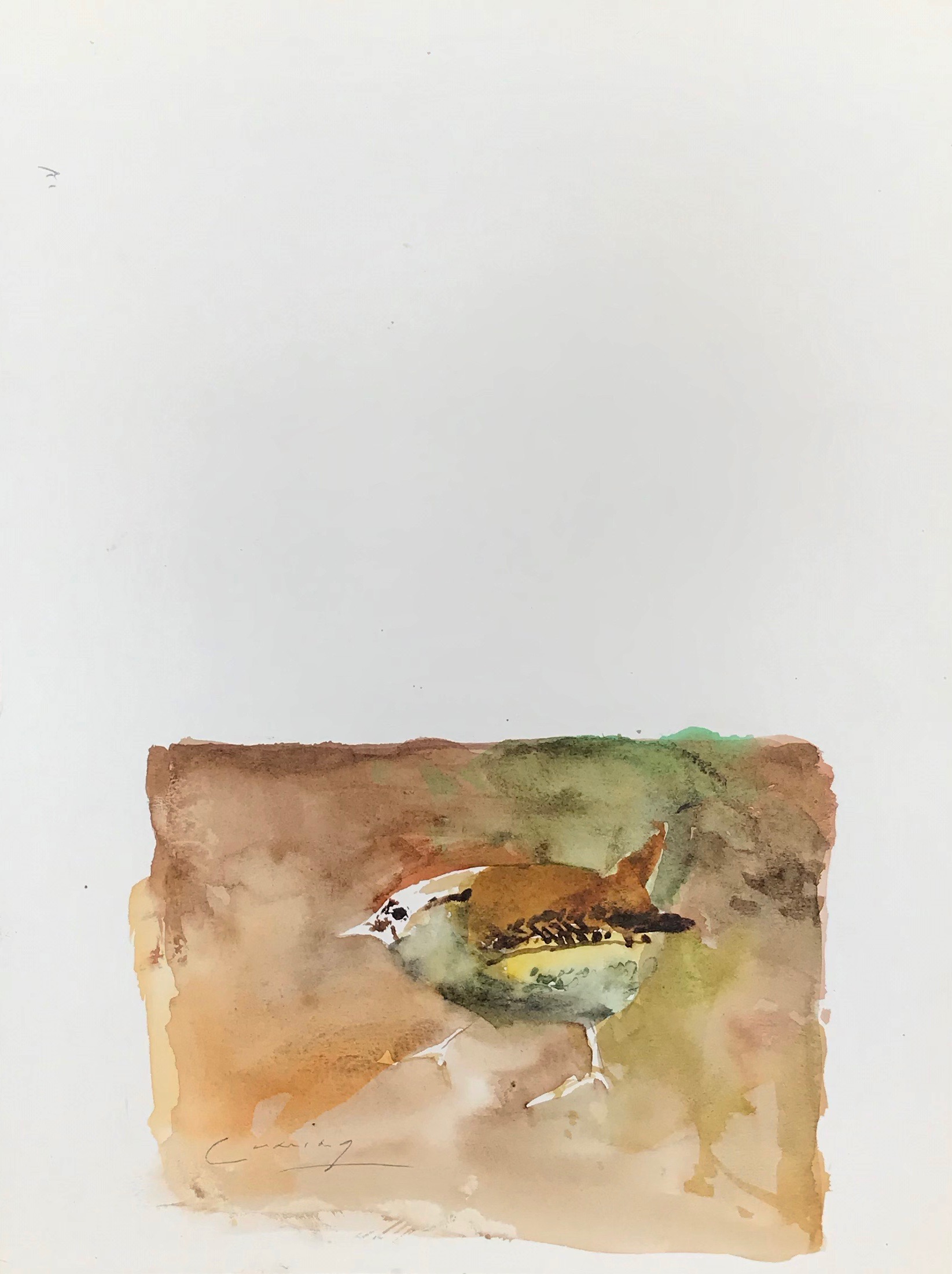 Bird Study