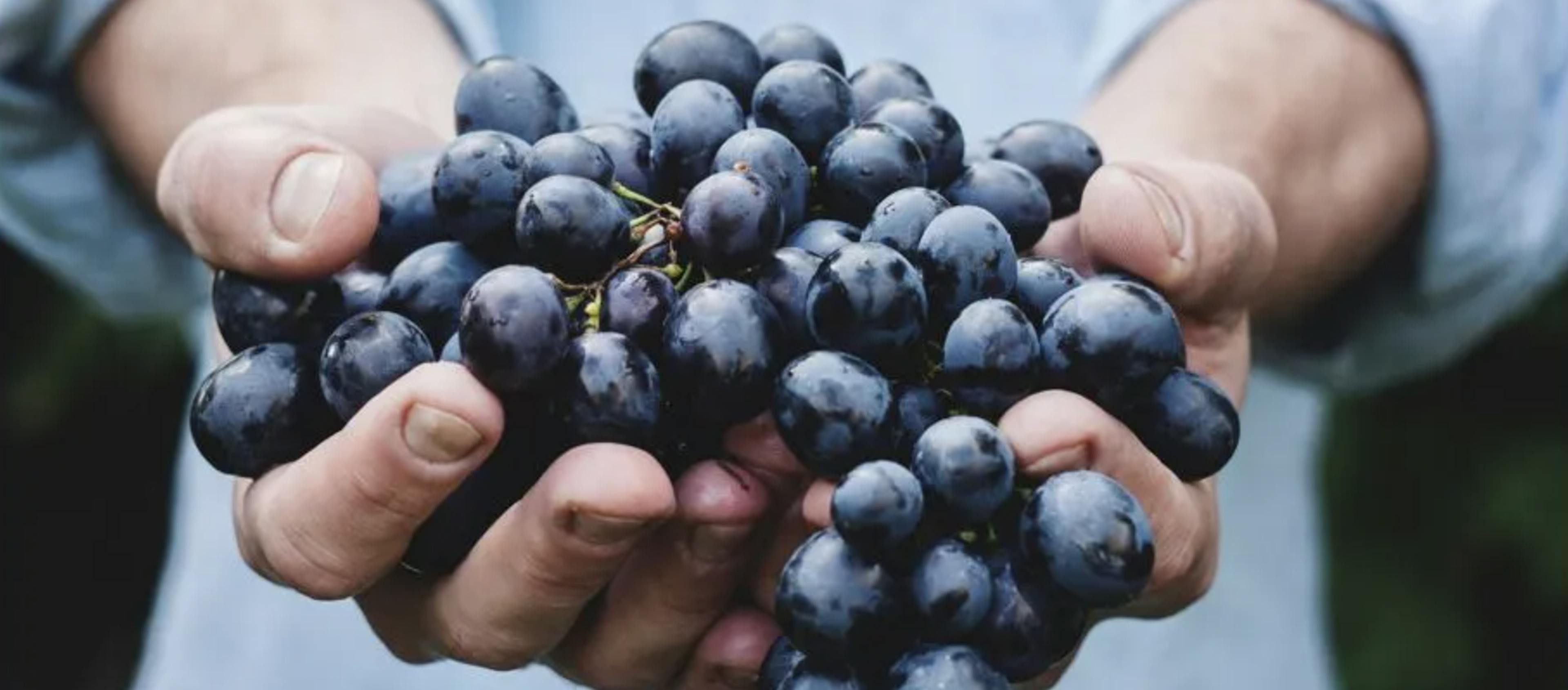 La fresque de la vigne