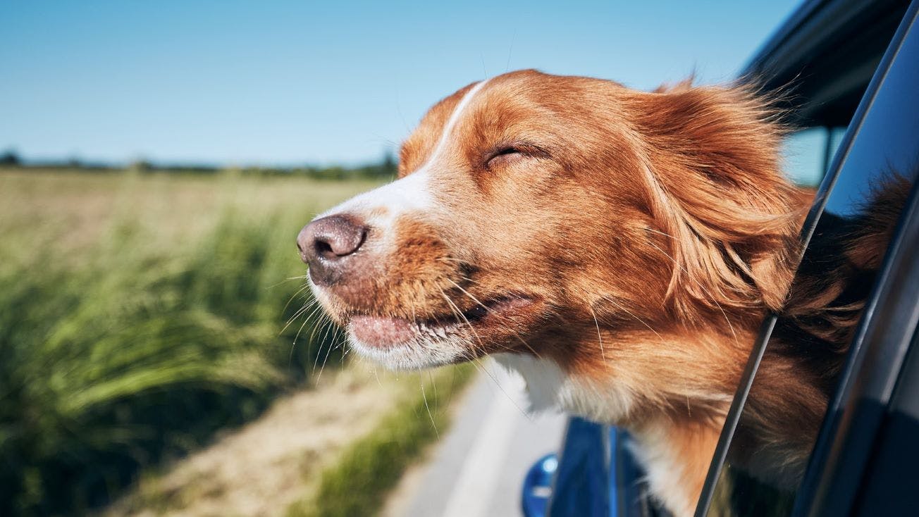 klamre sig Ægte Virksomhedsbeskrivelse Hund und Auto: Tipps von FRIDAY