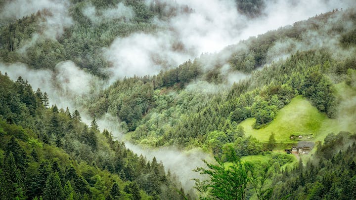 Bild Wald mit Nebel 
