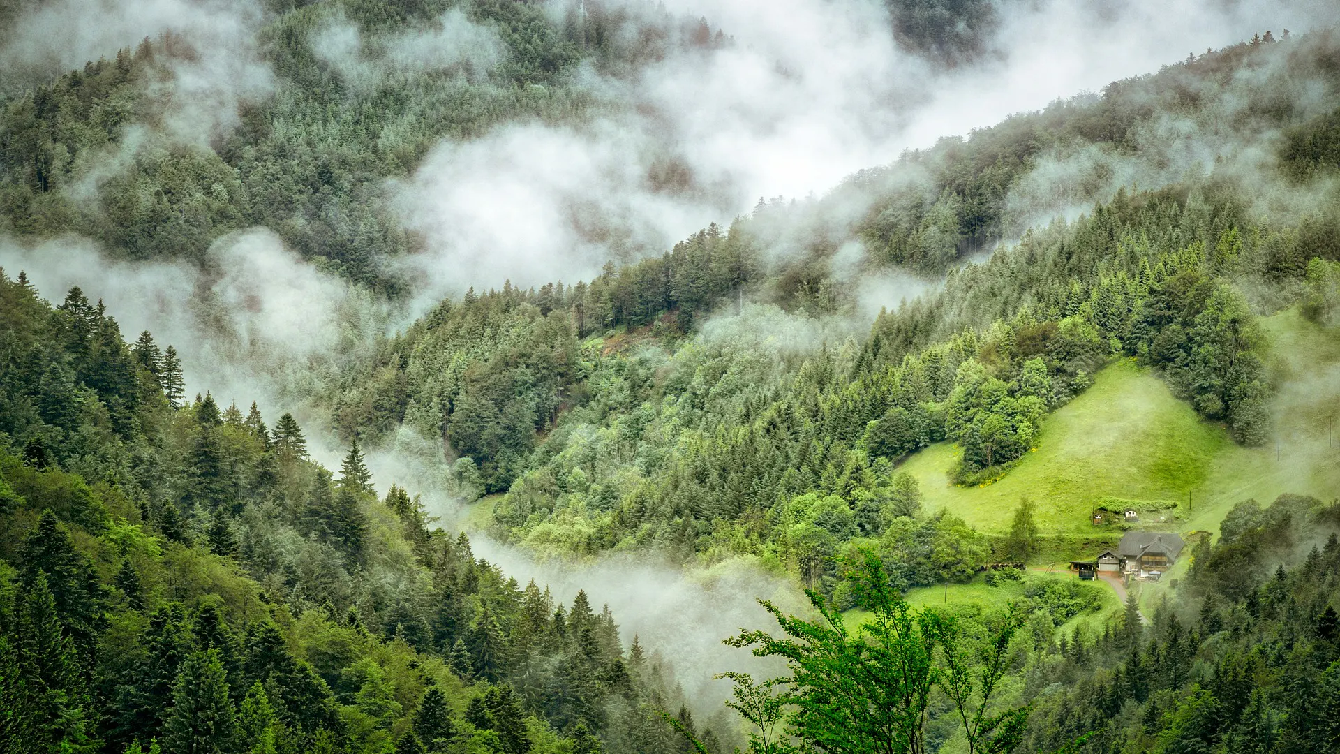 Bild Wald mit Nebel