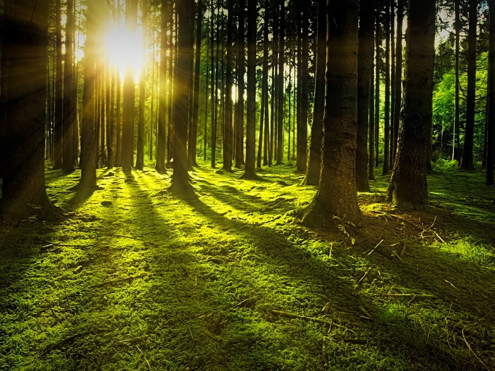 Wald-Bild-Nachhaltigkeit