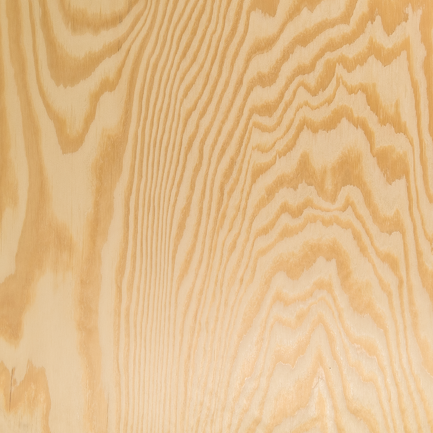 Maritime pine