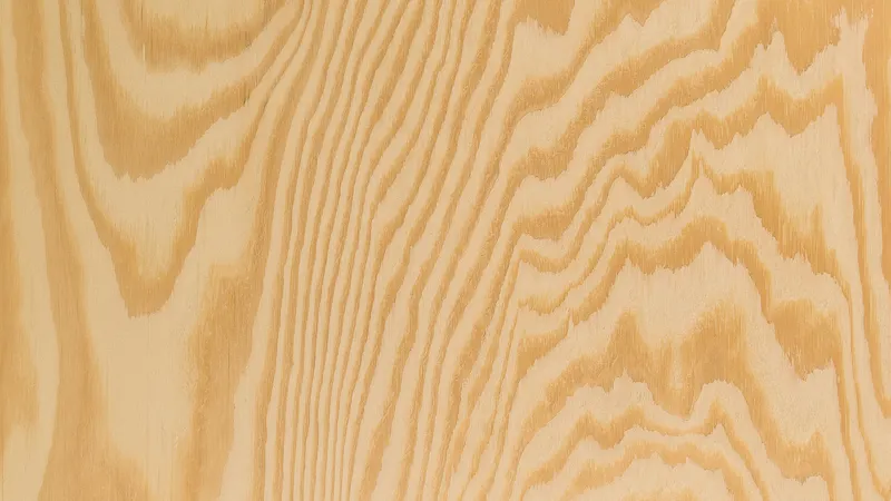 Maritime pine