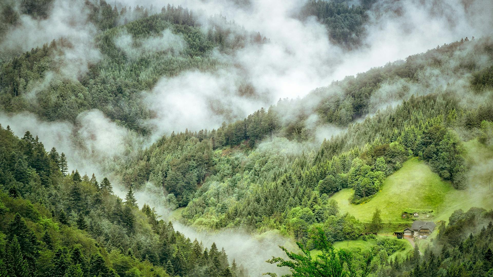 Image Forêt avec brouillard