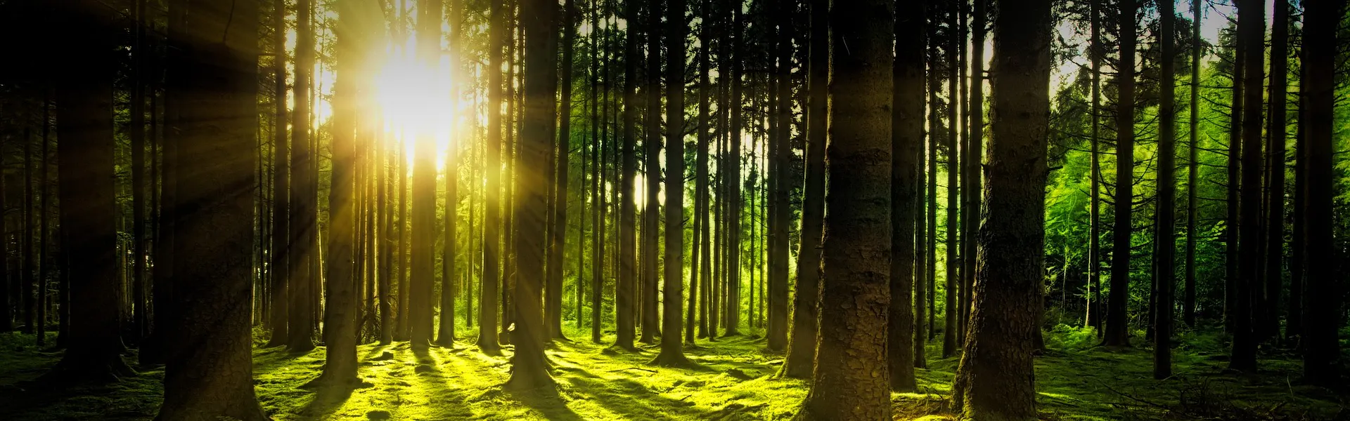 Picture forest with sun