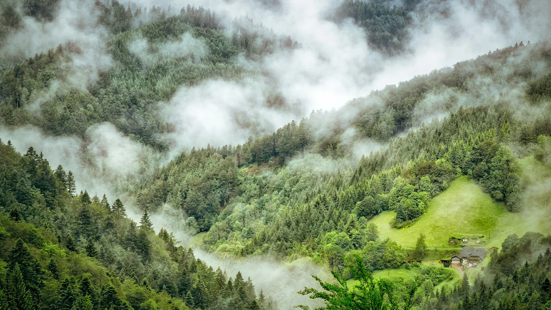 Picture forest with fog